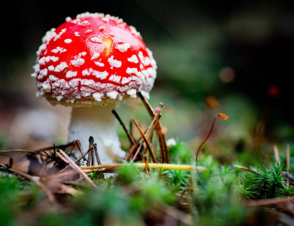 Unveiling Nature’s Treasures: The Fascinating World of Handpicked Mushrooms